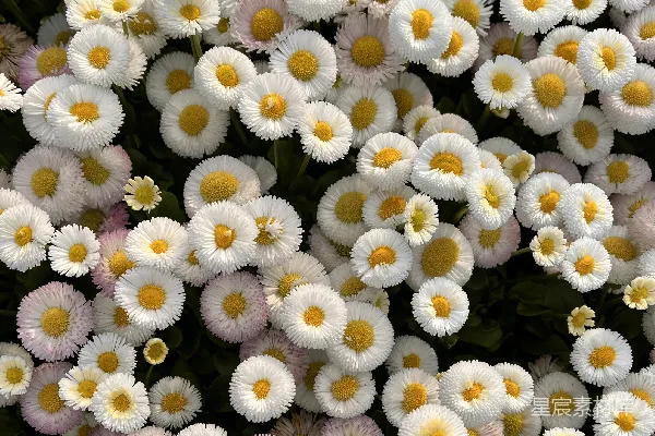 高清摄影 一簇白色和黄色的花，黄色的花蕊。