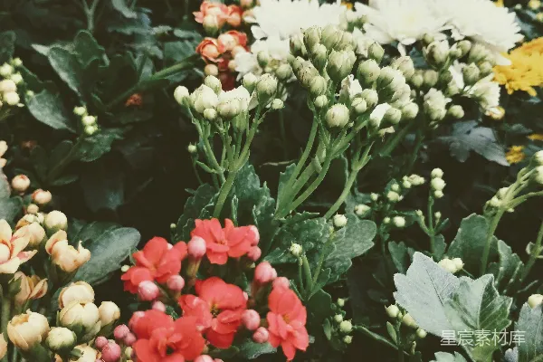 高清摄影 一个充满各种颜色鲜花的花园