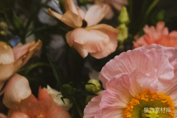高清摄影 一束插在花瓶里的花