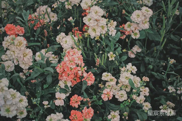 高清摄影 红白相间的花朵，绿色的叶子