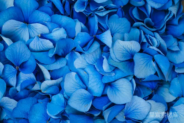 高清摄影 蓝色的花朵与绿色的叶子