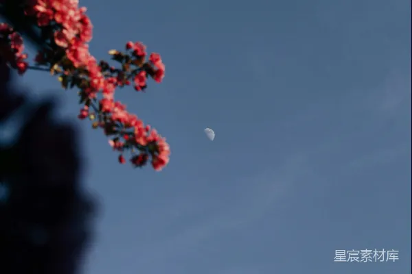 高清摄影 一根树枝，背景中有一弯新月。