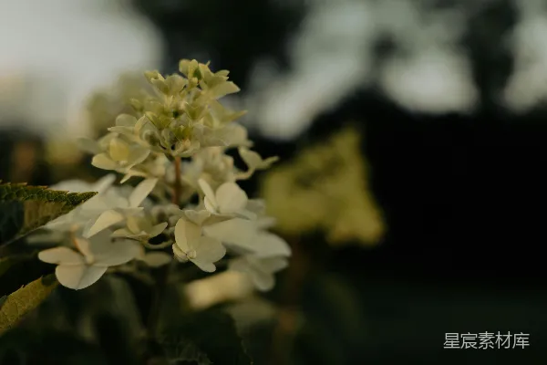 高清摄影 倾斜镜头拍摄的白色花朵