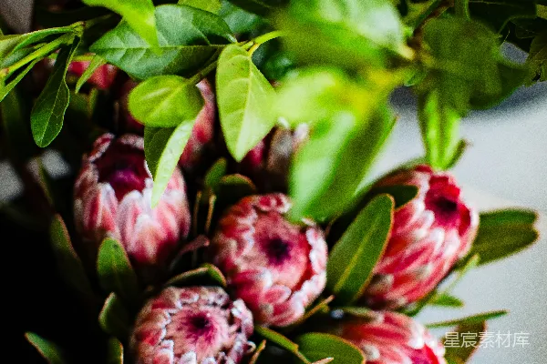 高清摄影 红花瓣的花