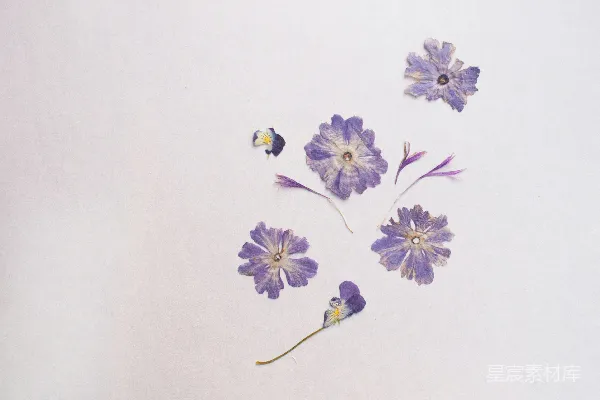 高清摄影 一群紫色的花在白色背景上。