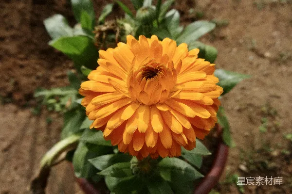 高清摄影 一盆花的特写