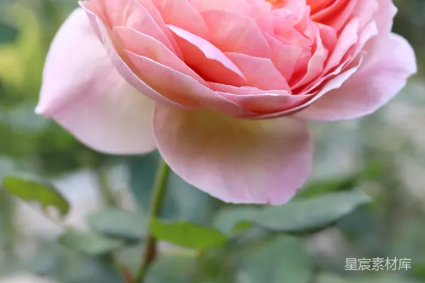 高清摄影 一朵粉红色的花在绿色的叶子背景中