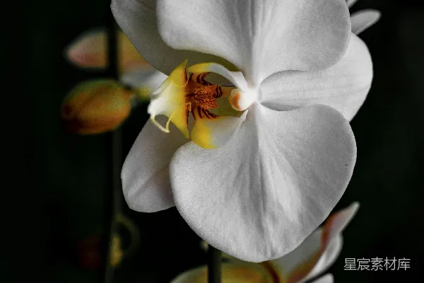 高清摄影 一朵花的特写