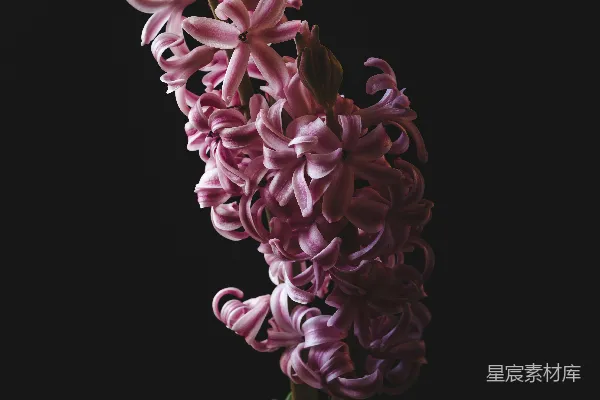 高清摄影 黑底上的一朵粉白相间的花