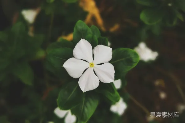 高清摄影 白天盛开的白色五瓣花