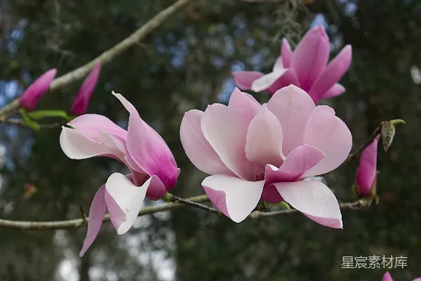高清摄影 浅景深拍摄紫色花朵
