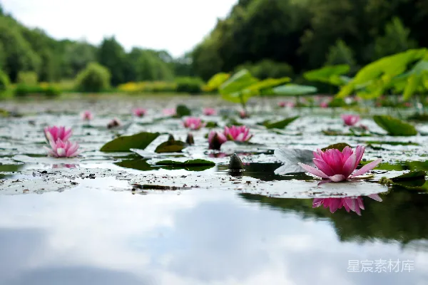 高清摄影 浅景深拍摄粉莲花