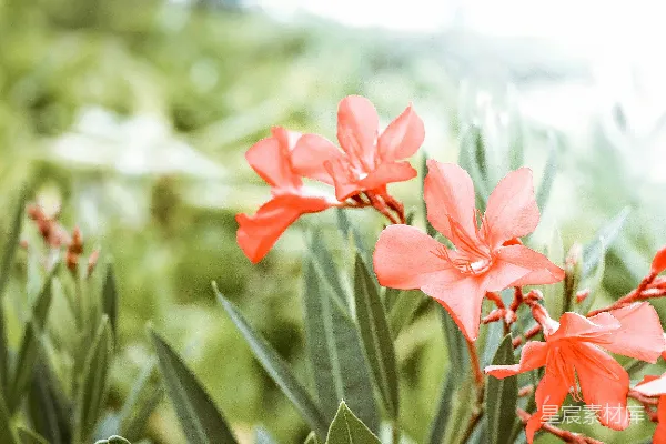 高清摄影 橙色花瓣的特写摄影。