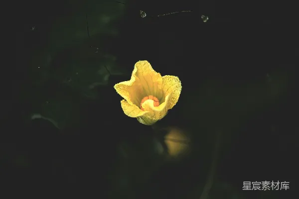 高清摄影 一朵带水滴的黄色花