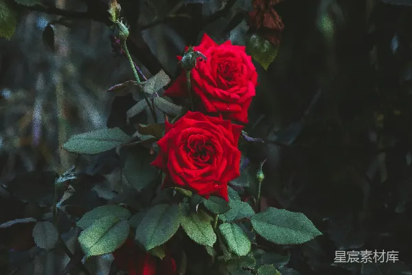 高清摄影 白天盛开的红玫瑰