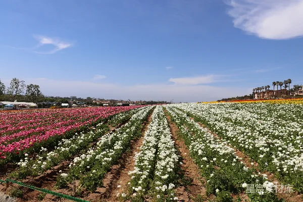 高清摄影 一片花田