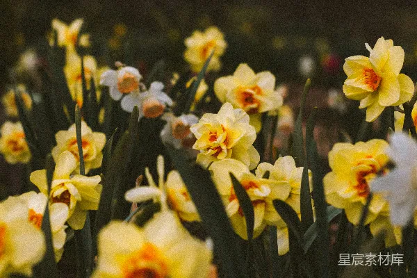 高清摄影 浅景深的黄色花朵照片