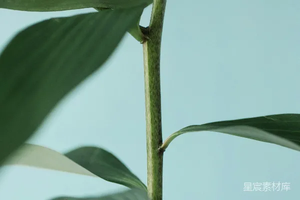 高清摄影 一株绿色植物的特写，叶子清晰可见。
