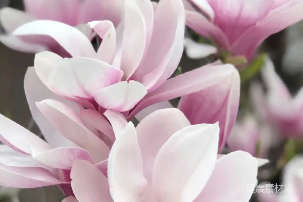 高清摄影 粉红色花瓣的花朵