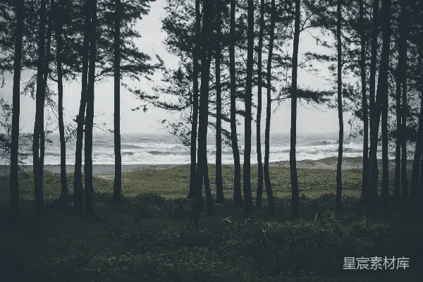 高清摄影 海边的树