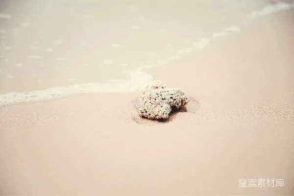 高清摄影 海贝壳在海边