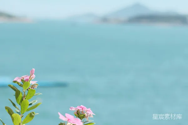 高清摄影 一簇花在水体前