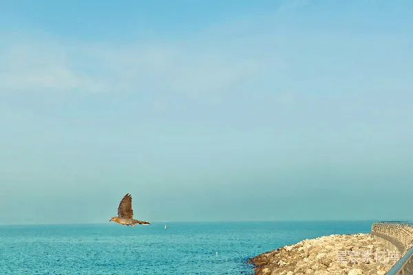 高清摄影 晴天里，一只鸟在海面上飞翔。