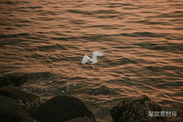 高清摄影 一只鸟在水上飞翔
