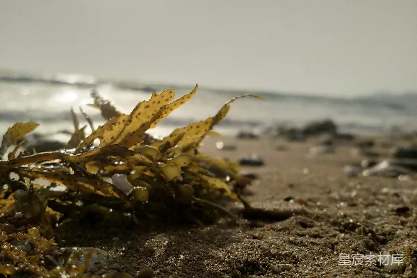 高清摄影 一只海洋生物的特写照片