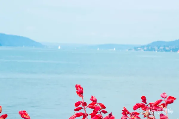高清摄影 一片红花田，背景是一片水域。