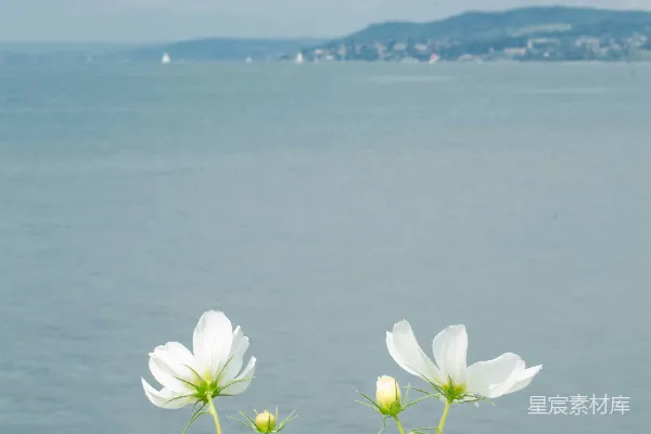 高清摄影 一簇白色的花朵在一片水体前面。