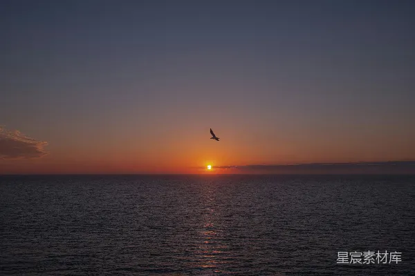 高清摄影 一只鸟飞向海洋上空的夕阳。