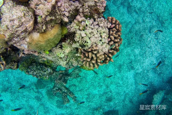 高清摄影 一群鱼在海洋中游泳