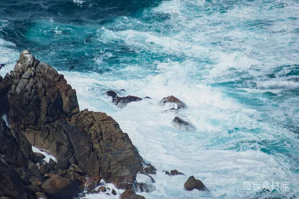 高清摄影 一群鸟儿在海面上飞行