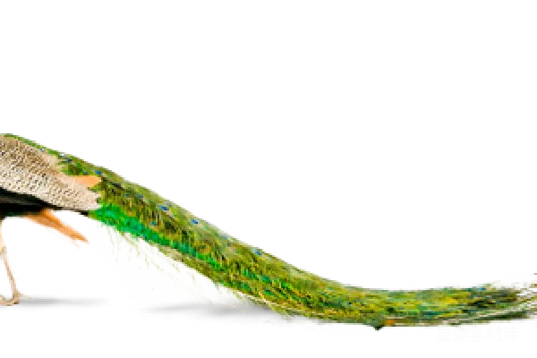 元素素材 孔雀