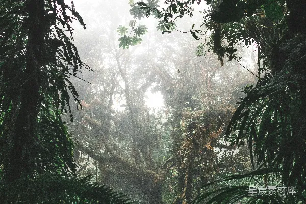 高清摄影 白天的绿树和黑树