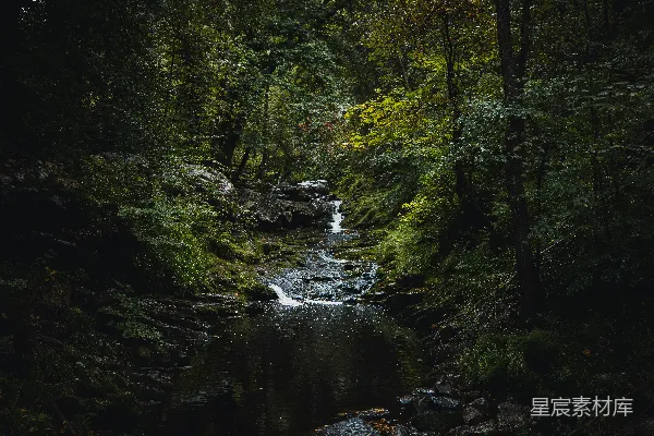 高清摄影 森林中央的河流