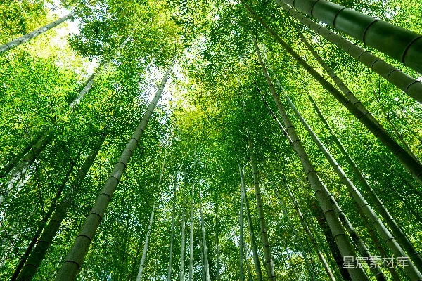 高清摄影 日间低角度拍摄的绿树照片