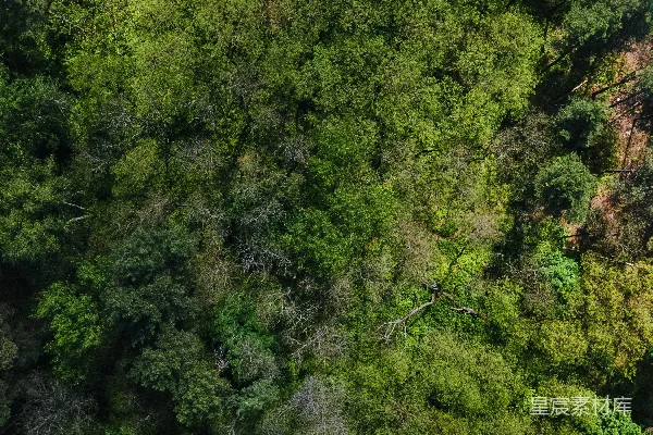 高清摄影 白天森林中的绿树