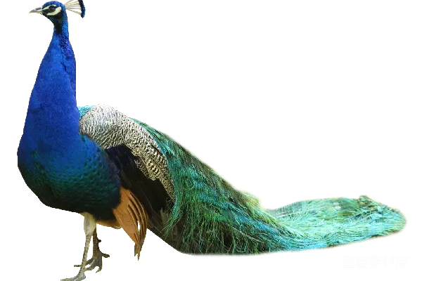 元素素材 孔雀
