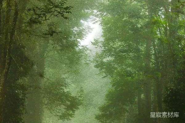 高清摄影 白天绿草地上有绿树。
