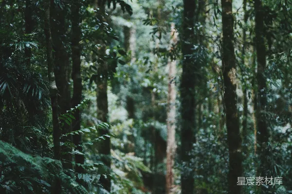 高清摄影 理想的路径被树木环绕。