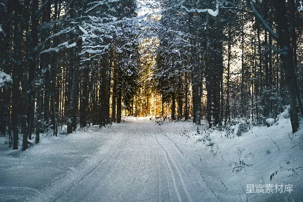 高清摄影 白天积雪覆盖的树木和道路