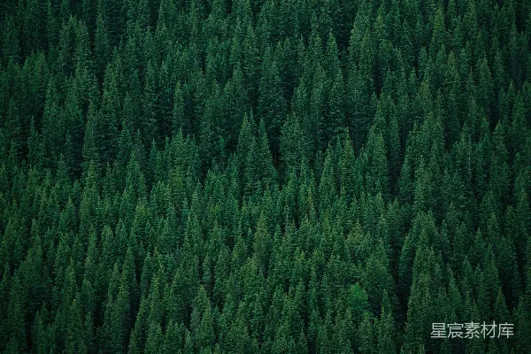 高清摄影 一片充满许多高大绿树的森林
