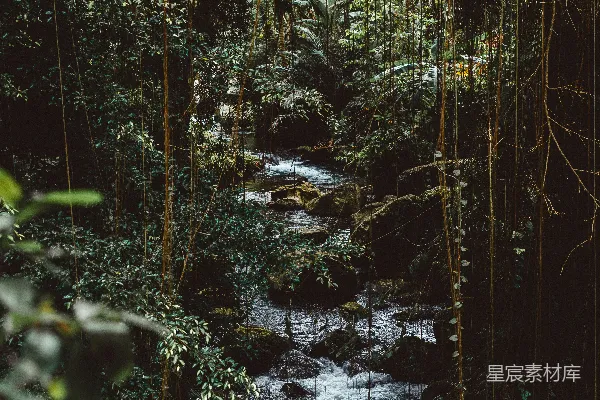 高清摄影 森林中的流水