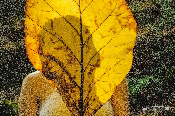 高清摄影 穿着白色背心的女子抱着黄色枫叶。