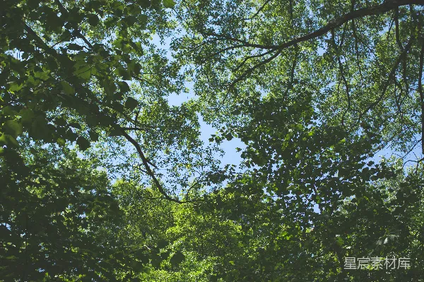 高清摄影 透过树叶看天空的景象