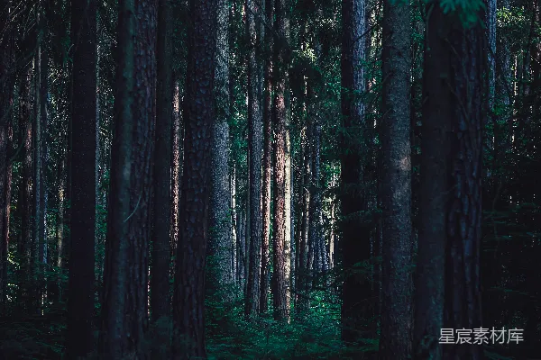 高清摄影 白天绿草地上绿树成荫
