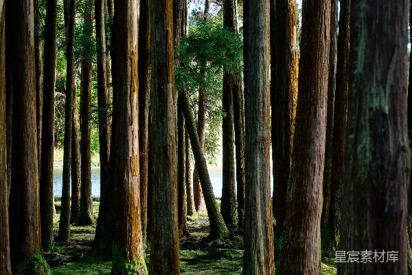高清摄影 绿草地上棕色的树木白天时的景象