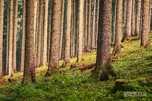 高清摄影 绿草地上有树